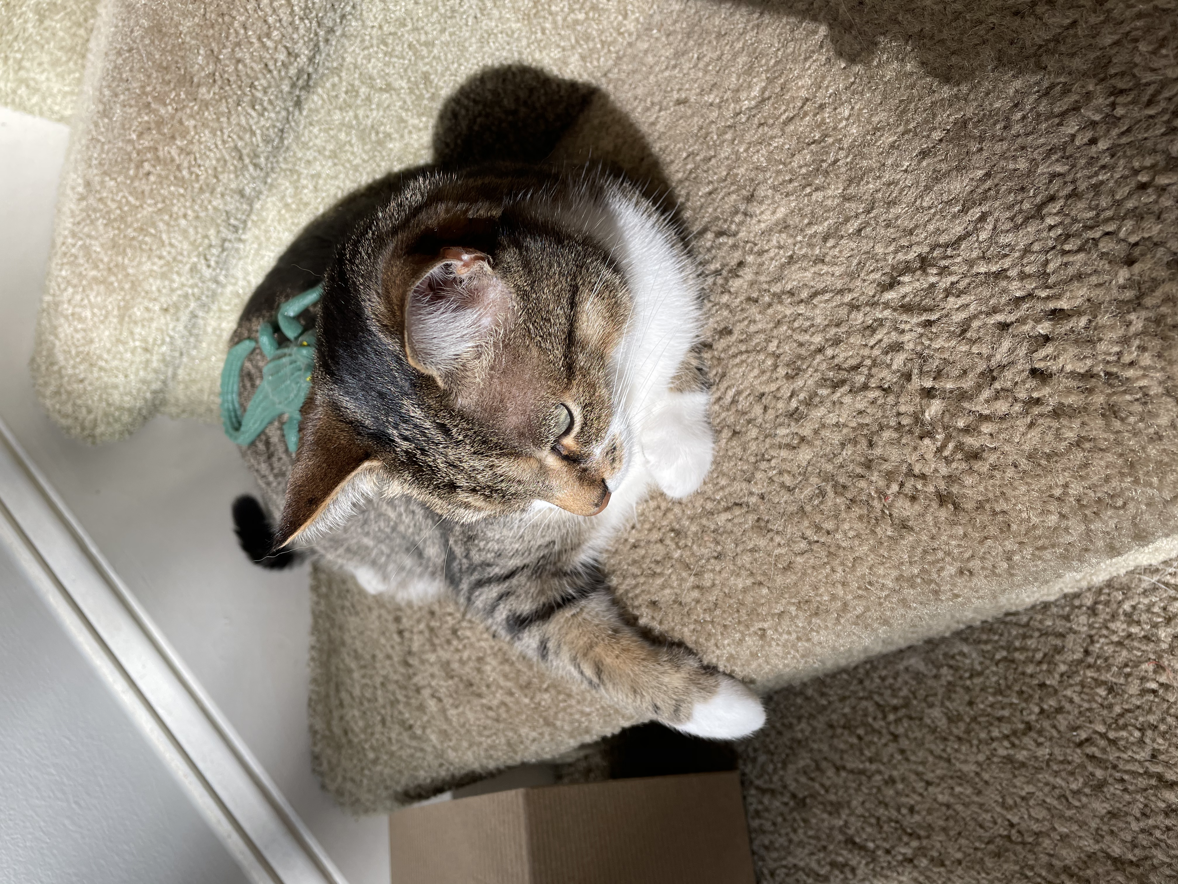 flop