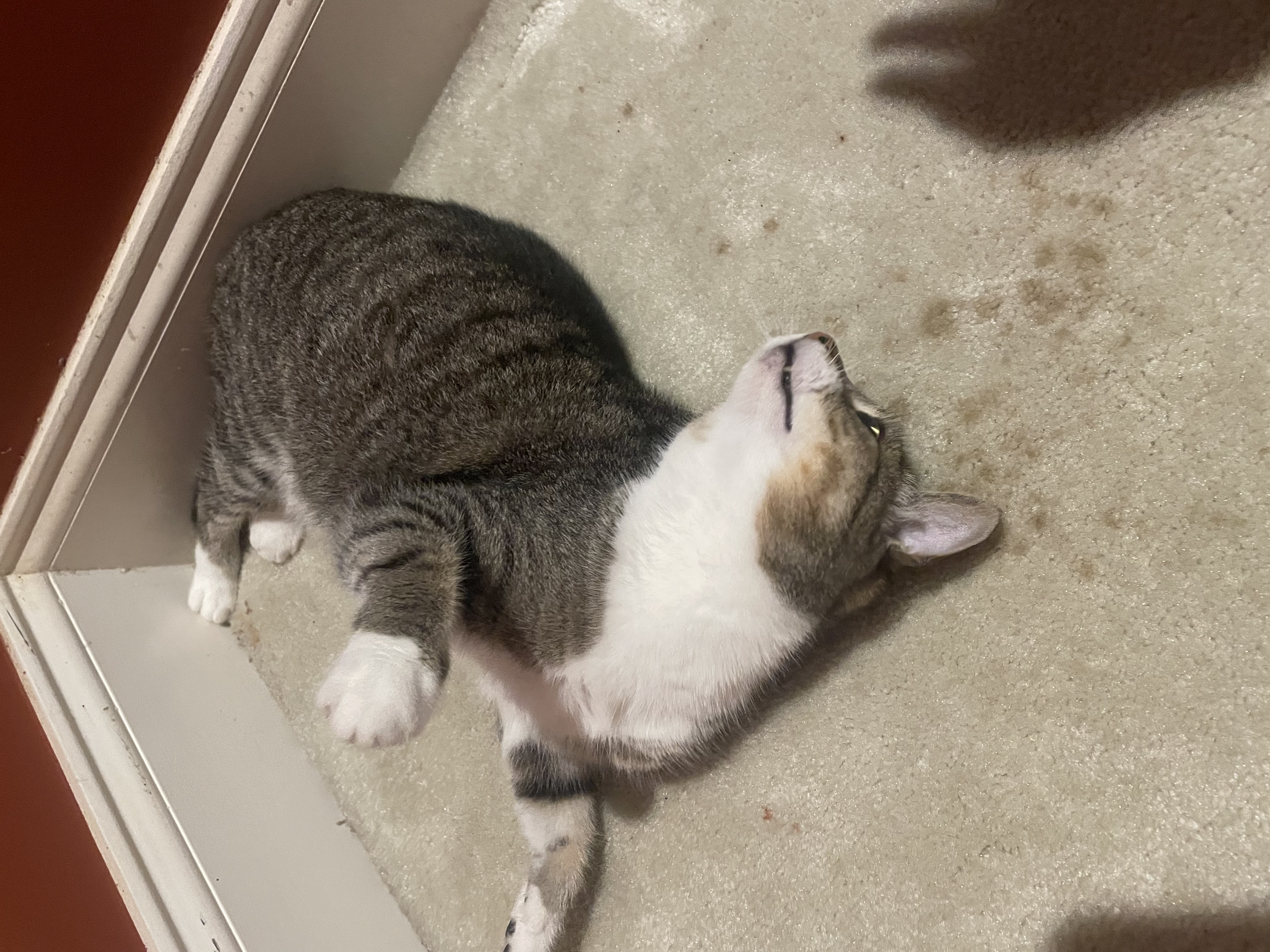 flop