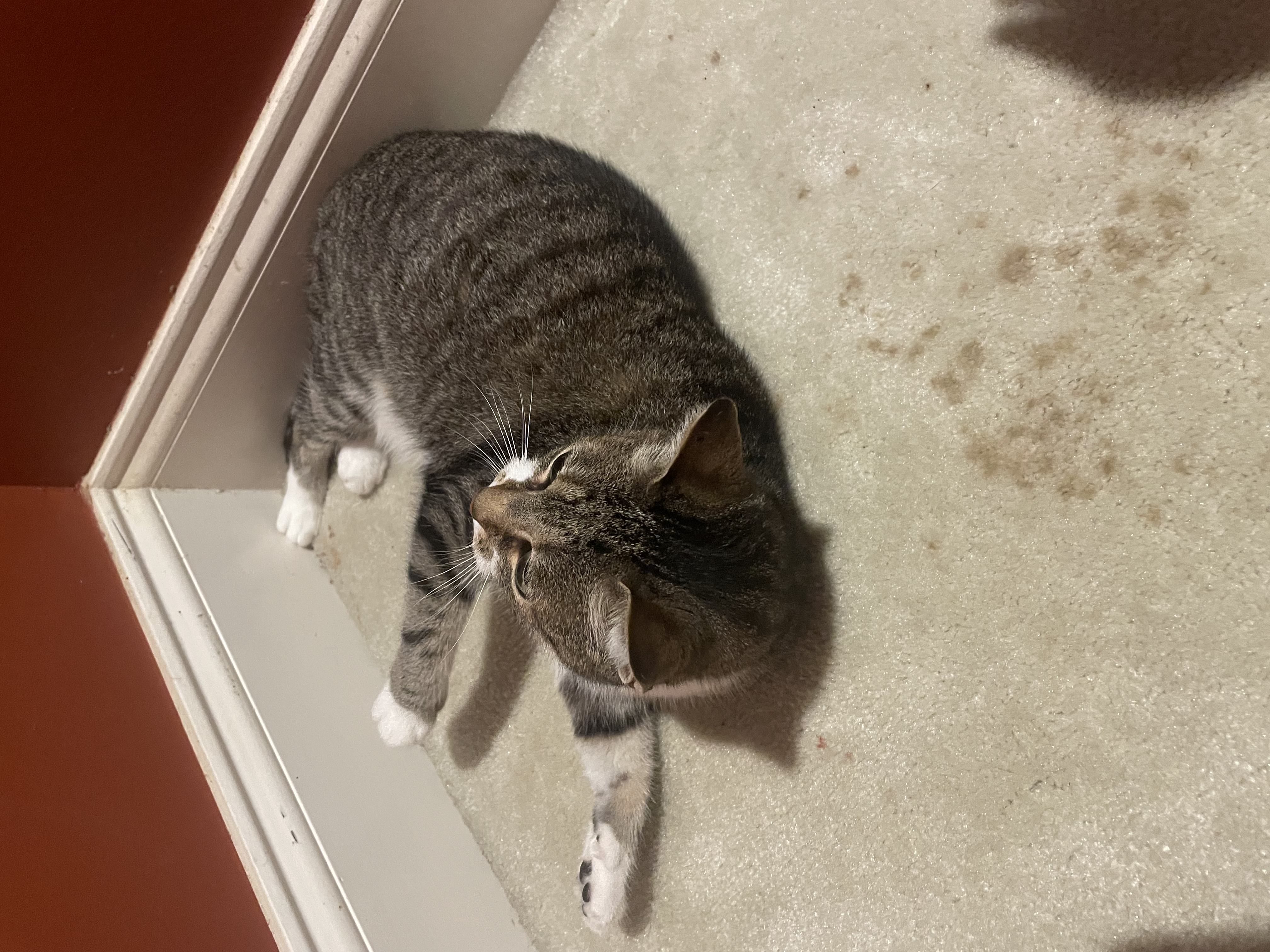 flop