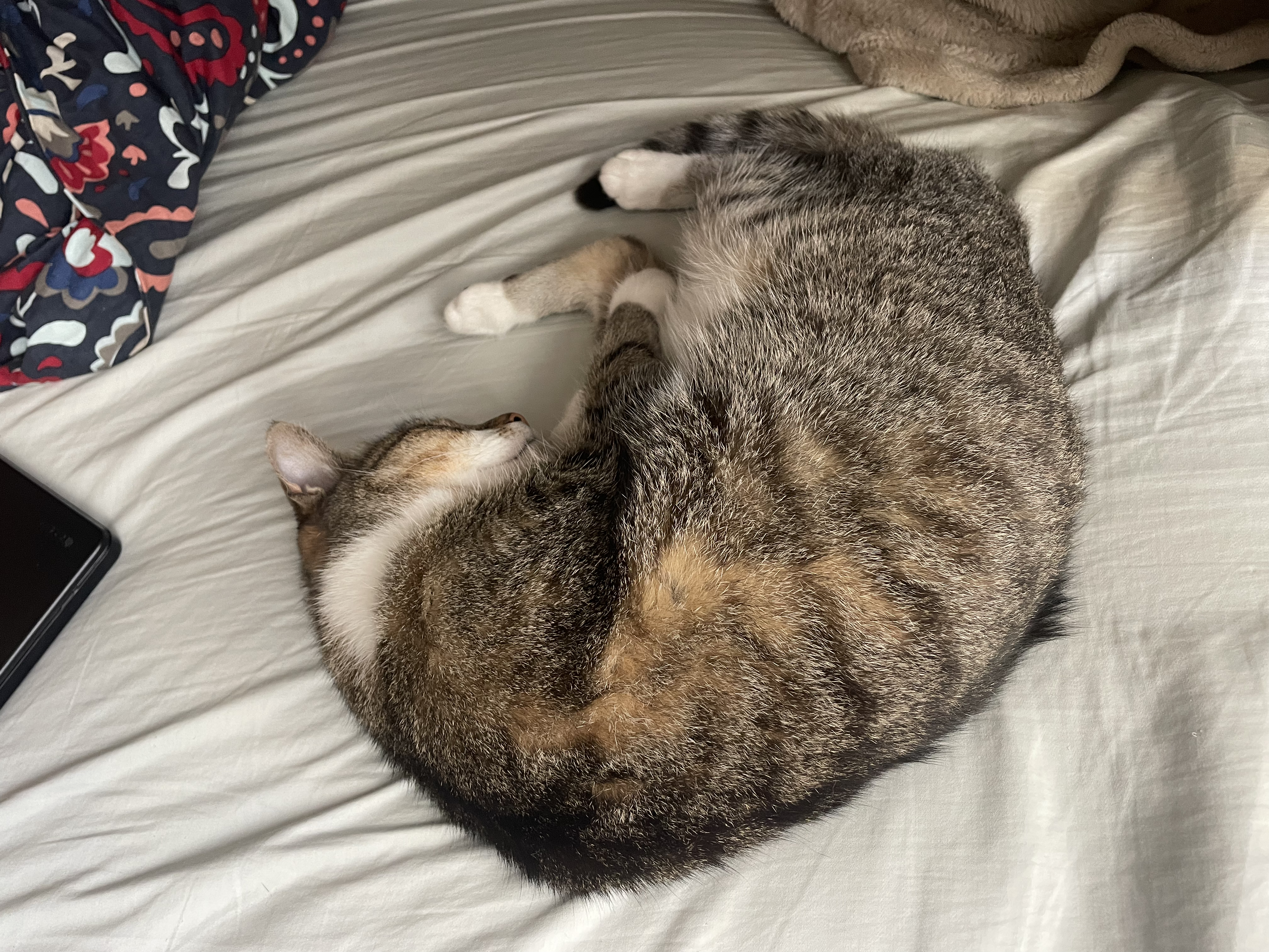 sleepy