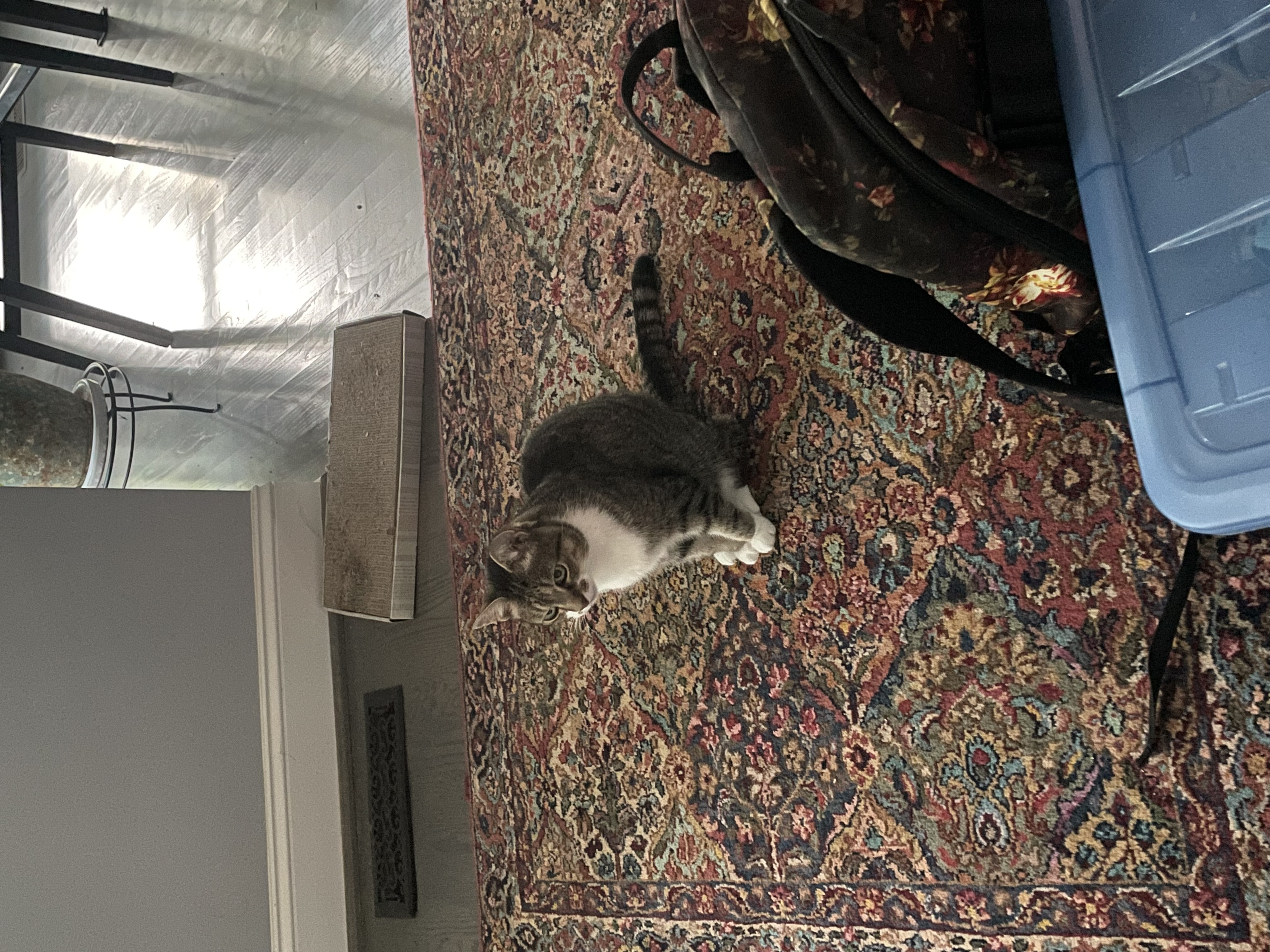 curled up cat