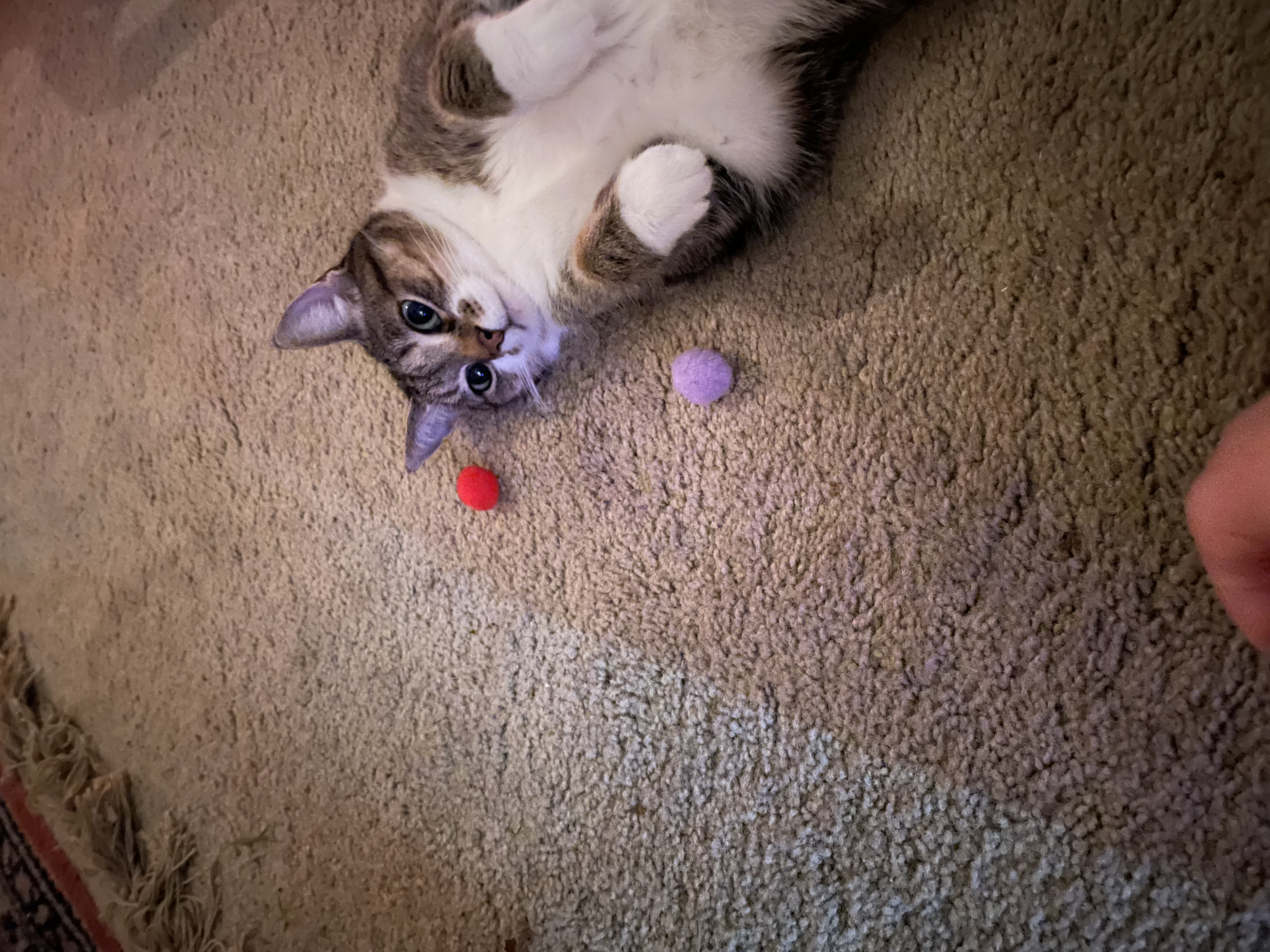 flop