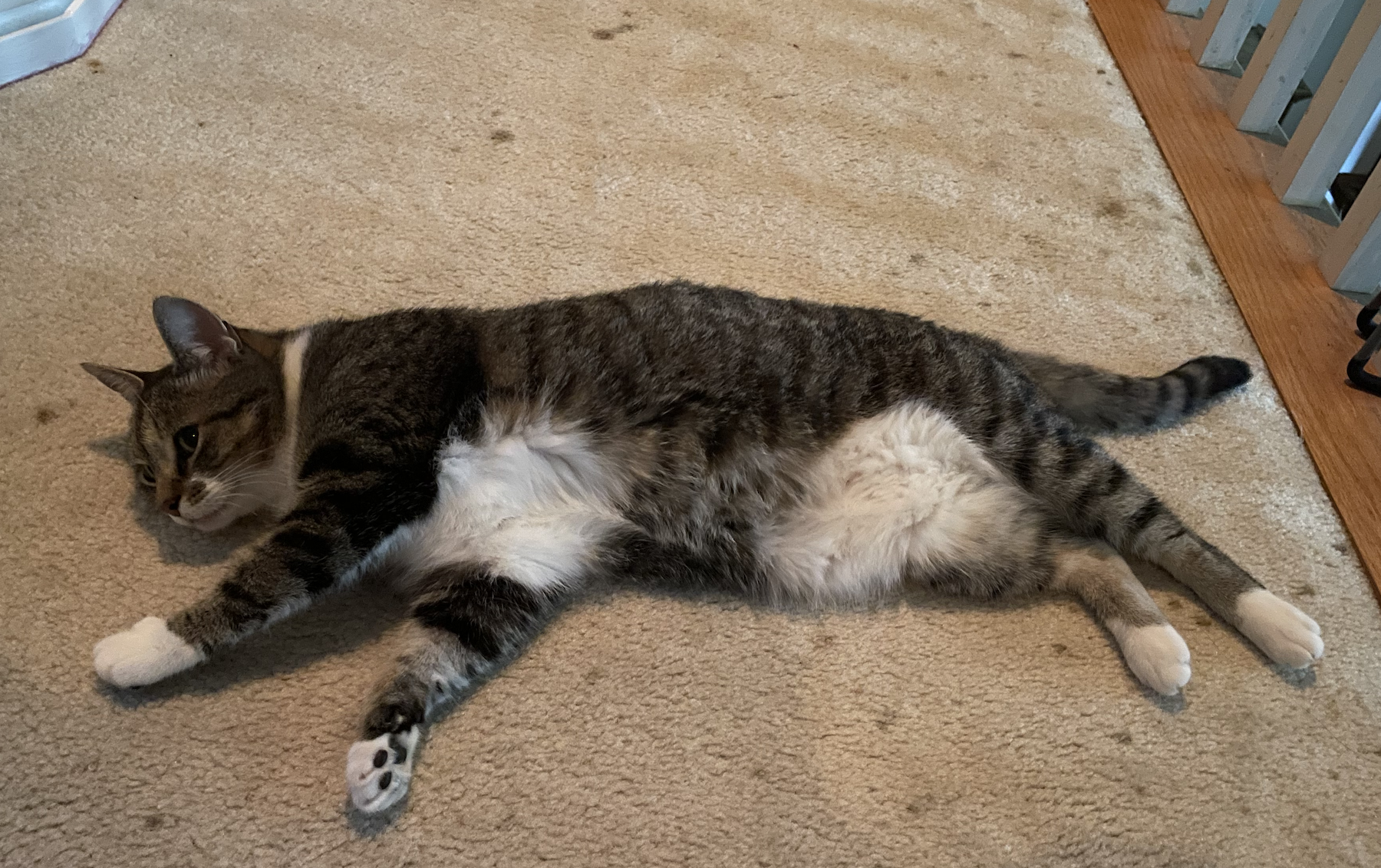 flop